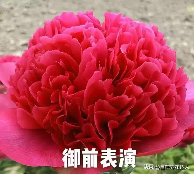 芍药养殖方法和注意事项