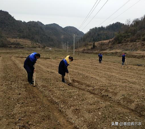 贝母价高但高产难，采用大棚栽培，再注重九个细节，效益有保障