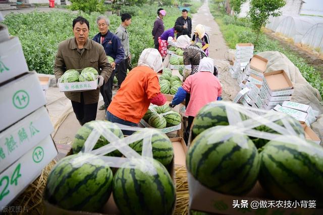 西瓜如何种植才能又大又甜又早上市？