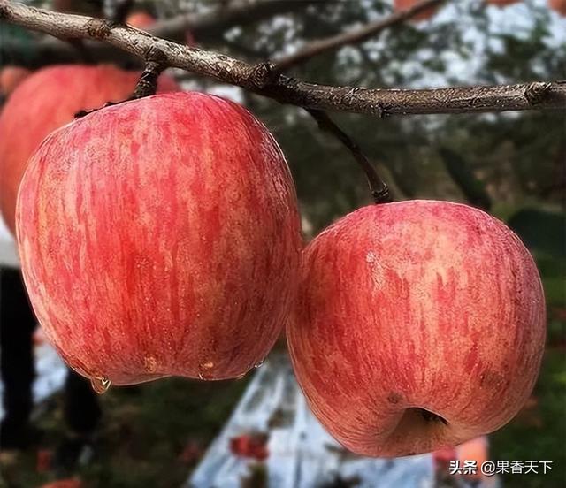 中国的苹果面积达到多少最合适？