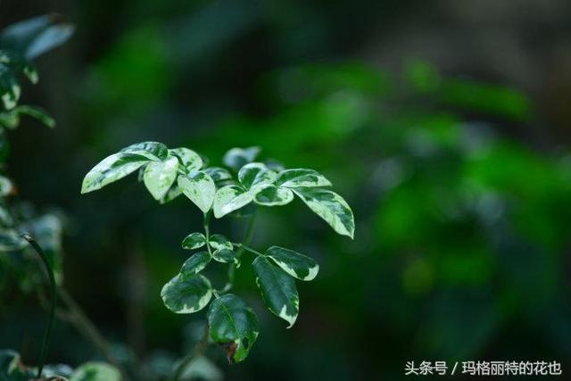 植物笔记：想种一棵凌霄花？小心它吃掉你的房子