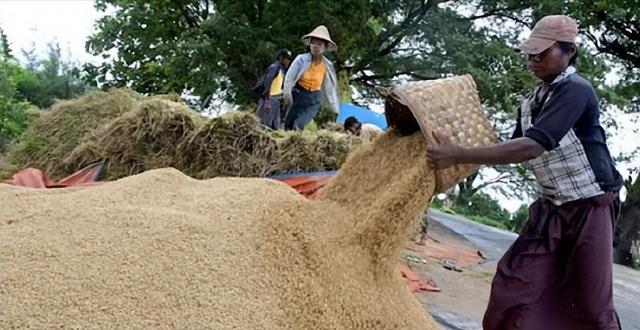 缅甸热季稻种植贷款放到农户“心坎上”！短短数天，很多人申请