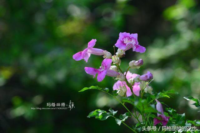 植物笔记：想种一棵凌霄花？小心它吃掉你的房子