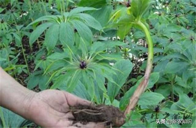 重楼的种植技术，从播种到苗后的管理，即详细又实用