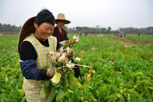 八月种菜指南！红菜苔、白菜苔、萝卜、青菜，农户都可以种上了