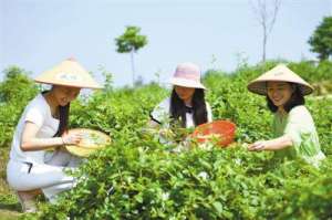 gap药材种植(种植中药材 品质咋保证)