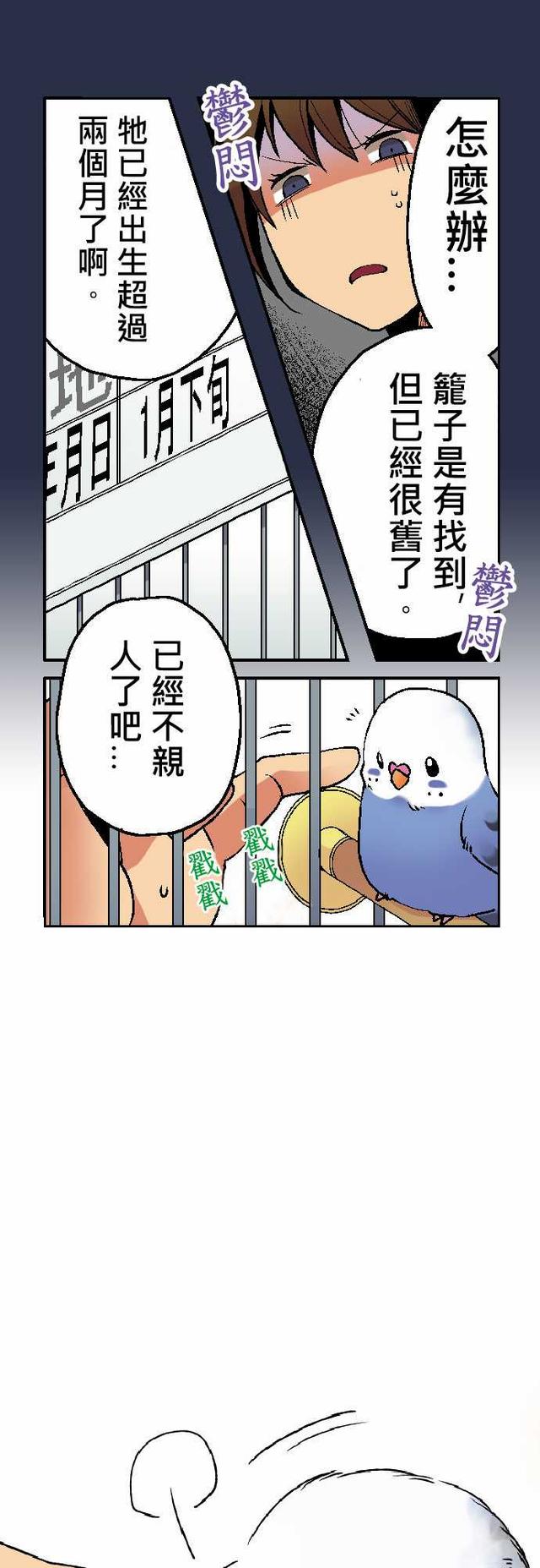 漫画：小鹦鹉饲养日记（第一话）