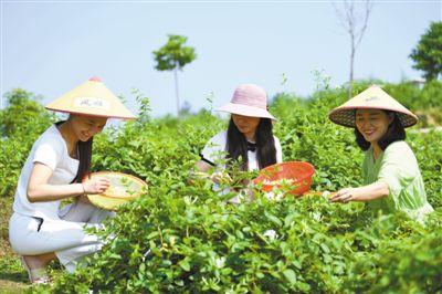 种植中药材 品质咋保证