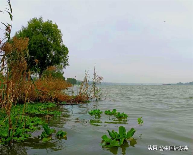 淮河干支流现外来入侵植物大薸，望有关部门全力排查打捞清除