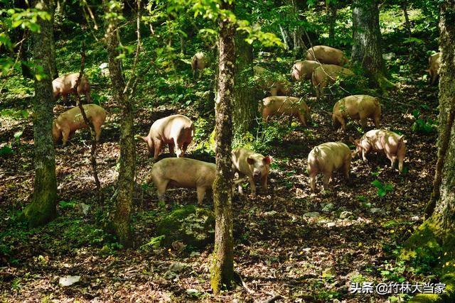 回乡林放养山猪的成本预算要多少？今天普及一下和要注意的细节