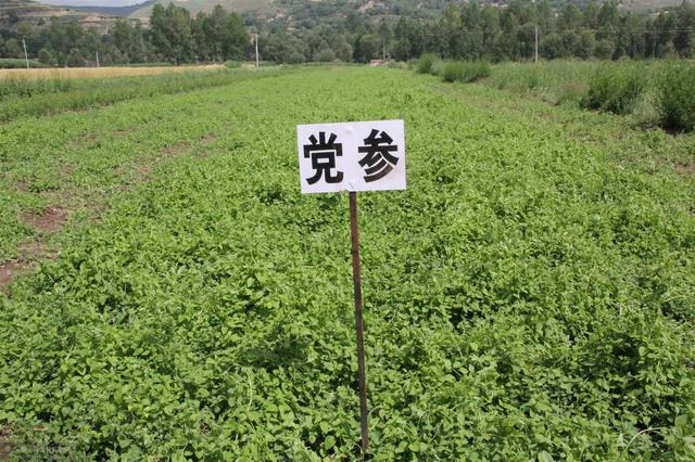 种植中药材也能致富？