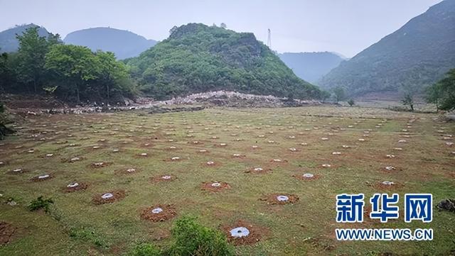 安顺经开区：荒山披“金” 刺梨富民