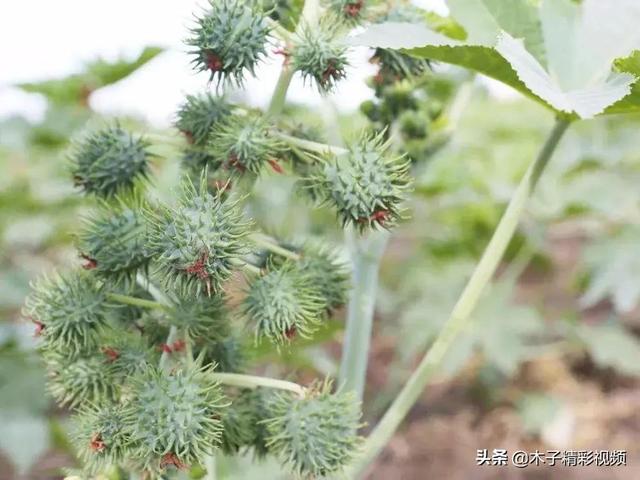 全株有毒，一粒种子可致命，如今却成全球十大油料作物，价值极高