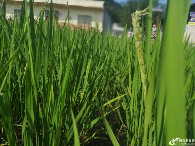 土专家痴迷菌种研究20年 让鸡丝菌走上市民餐桌