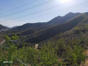 荒山水果种植项目(承包千亩荒山，20年种70000多棵果树，河北这对夫妻造出人间“花果山”)