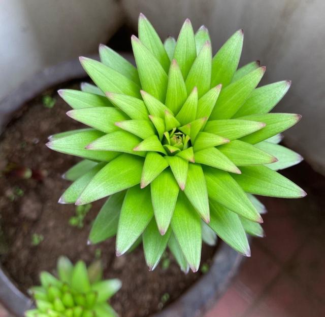 盆栽百合花有3个“养护要点”，花朵多，有浓香，年年都开花