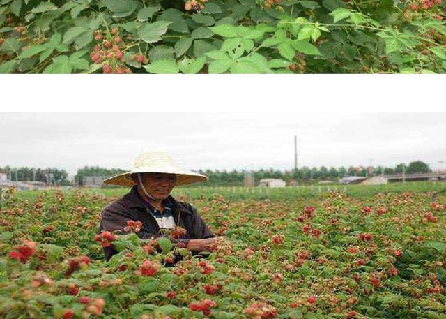 辽西地区树莓建园与栽培管理技术