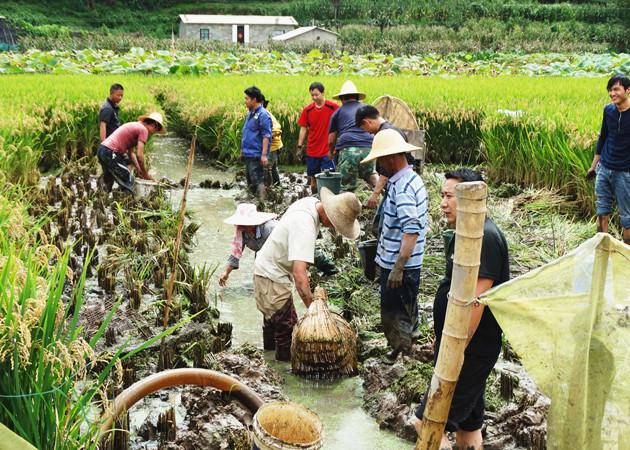 稻花鱼好吃产量低，田农妙招养殖翻倍增