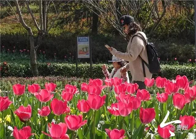 贵州有8处郁金香花海，约吗？