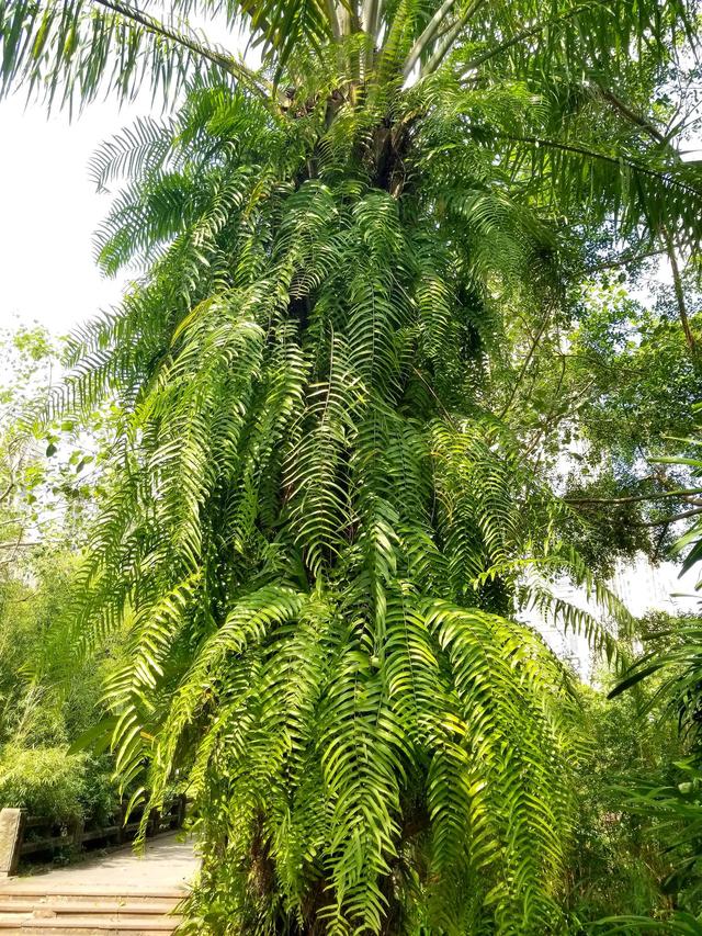 13种湛江公园常观叶花植物，你还不会种花吗