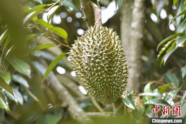 海南榴莲虽遇寒潮难挡种植热情