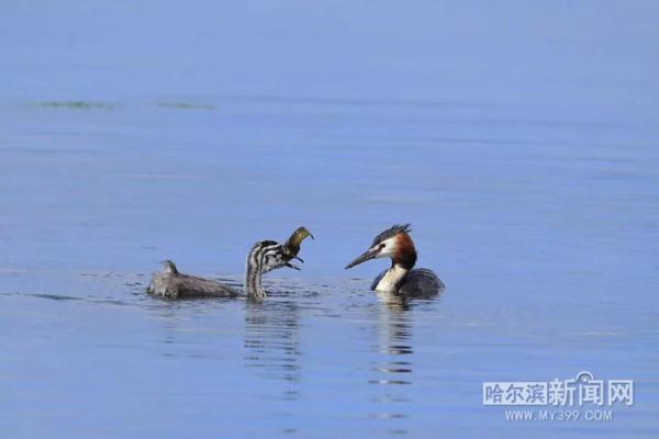 以色列国鸟常驻太阳岛，一天能吃百多只“蝲蝲蛄”｜还有这些小可爱，远看就好别太靠近