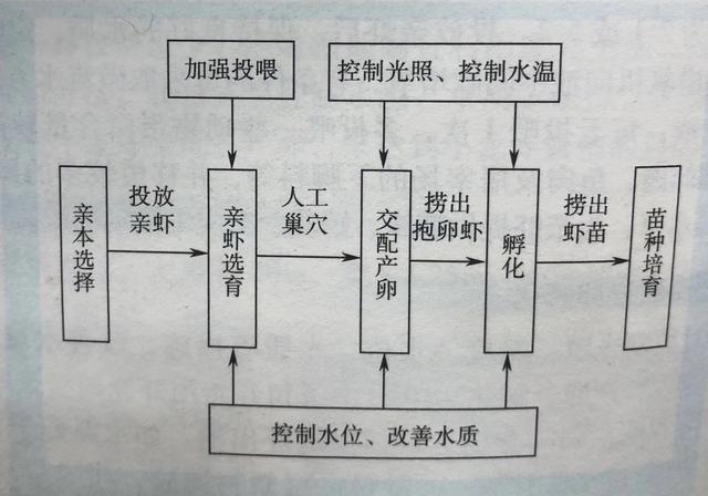 高效养殖小龙虾——小龙虾的人工诱导繁殖