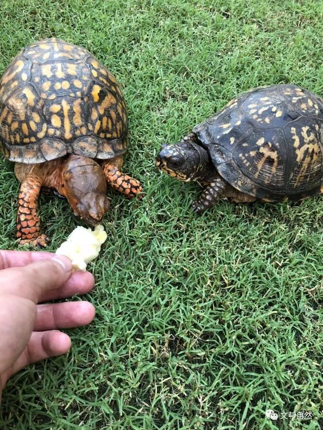 佛系做一个箱龟饲养环境，效果却出乎意料