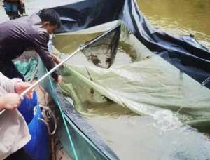 鲤鱼的养殖基地(发展草鱼、鲤鱼、鲢鱼和螃蟹综合水产养殖，这里水产品亩产量达到1300公斤)