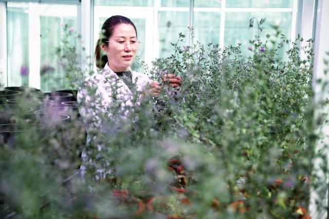 最美半边天丨青岛一高校女教授坚守“芳草梦”：愿盐碱地变绿洲，优质牧草中国造