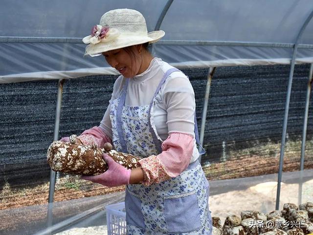 兴仁市鲁础营回族乡：香菇采摘忙 致富添动力