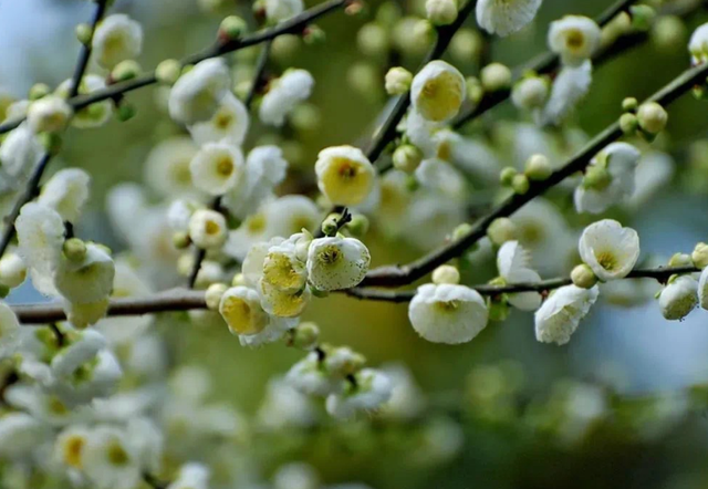 梅兰竹菊，浅析四君子植物的形态及文化内涵