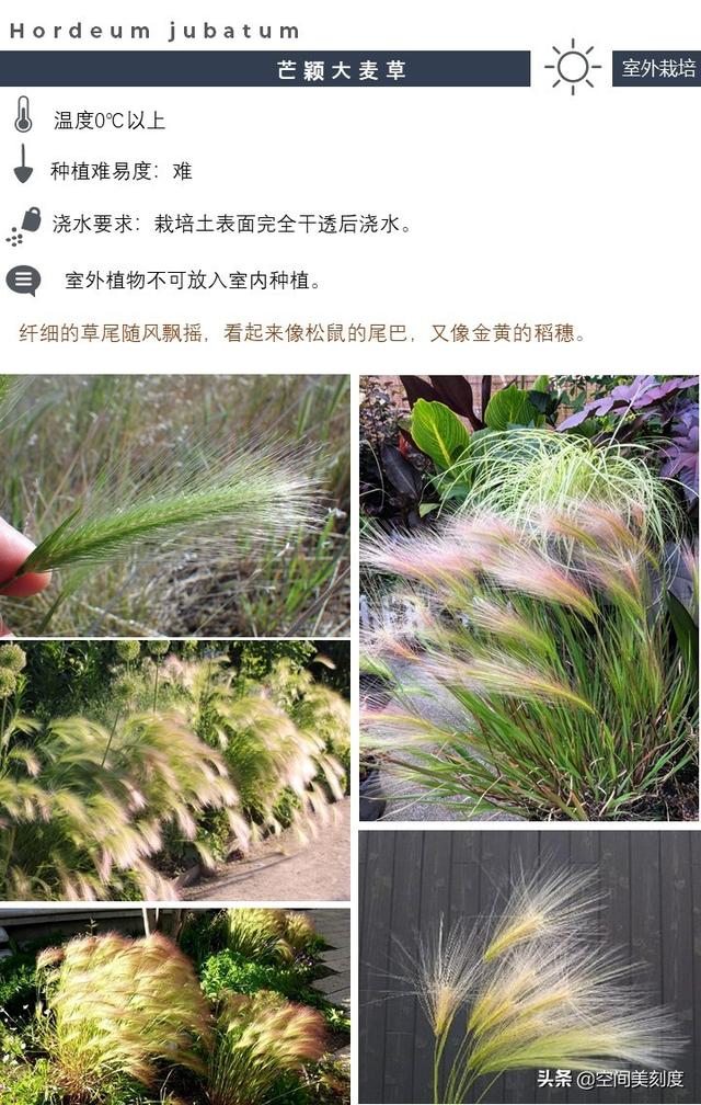 20种简约的绿植，它们经常出现在欧美室内设计大片中（文末福利）