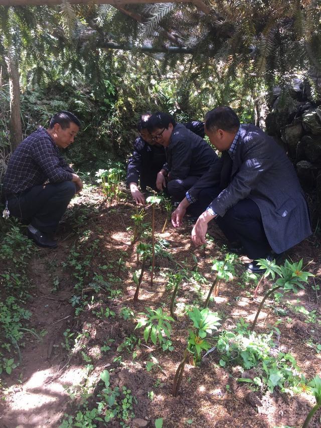 七叶一枝花（重楼）的种植方法