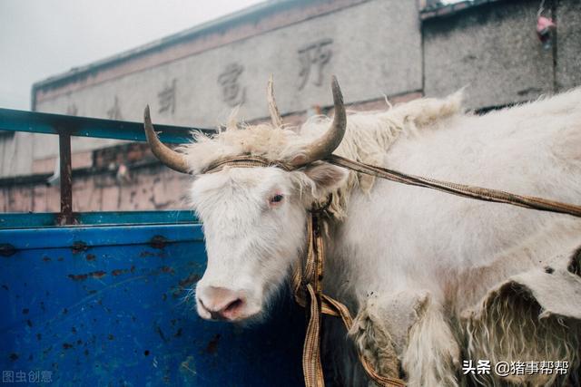 肉牛基础养殖技术分享，怎样做到高效养牛，小知识大用处