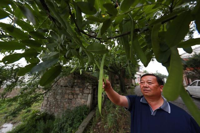 皂角的栽培要点，繁育栽培与播种管理方，你知道多少？