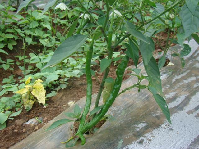 这样种植的青椒味辣量多，能够承包你整个季节的辣椒需求