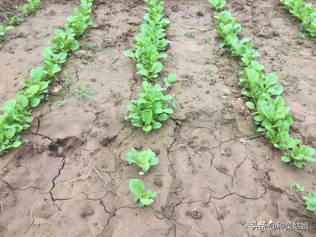 进入伏天，能种哪些菜，天热雨水多怎么播种、栽苗长得好？