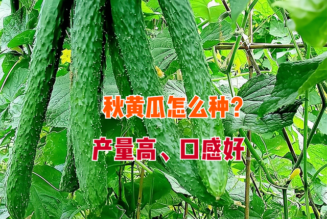 秋黄瓜什么时候种植？如何种植口感好、结果多？老农种植经验分享