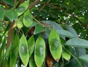 黄花梨种植(野生黄花