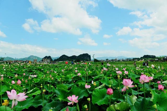 莲藕栽培技术，种植户不必苦恼，找对方法轻松解决