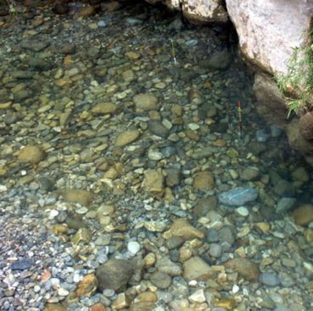 高山溪流中“吹弹即破”的冷水鱼，至今也不知道它的学名