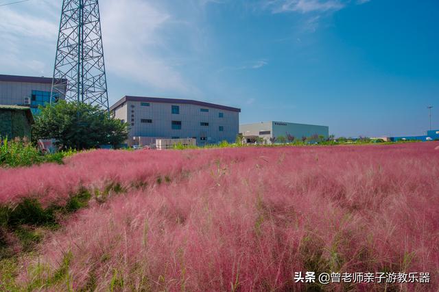 免费，西安爱菊第二届菊花节超详细攻略，溜娃研学拍照游玩涨知识