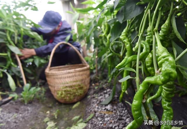 种植瓜果蔬菜，记住这几个关键方法和技术，一直结果到秋也摘不完