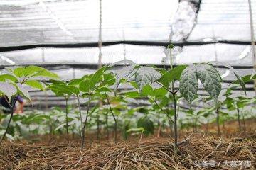 药用种植类——三七栽培技术