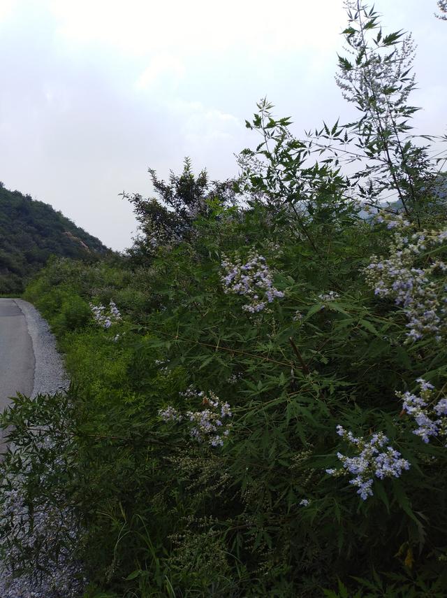 图虫人文摄影：山里的荆条花开了，土蜜蜂在采蜜