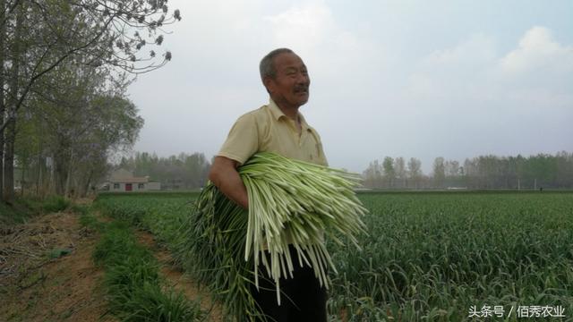 农村蒜苔喜获丰收，蒜你狠不见了，种植户的销量大增