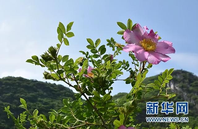 安顺经开区：荒山披“金” 刺梨富民