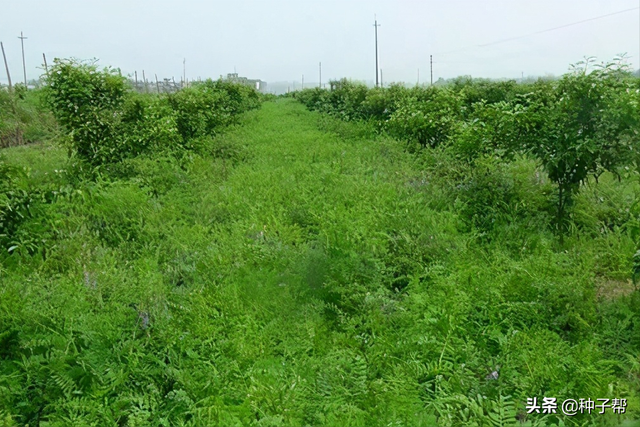 种绿肥的好处？毛苕子种果园翻压效果好，作饲草猪、牛、鸡都喜食