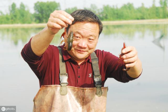 龙虾养殖适合多大水池？水温在多少度、水位在多深，怎么消毒？